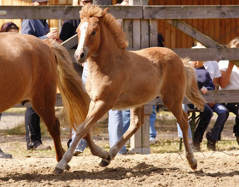 Gabriel von Heidmoor j.jpg